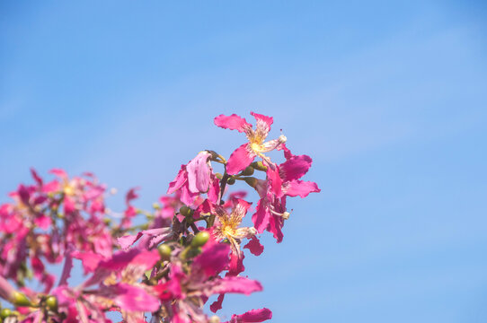 异木棉花图集