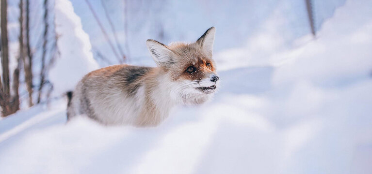 雪中狐狸