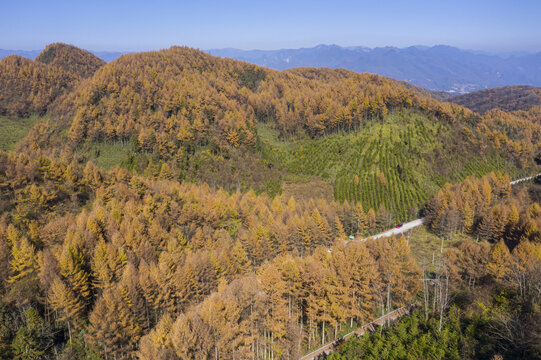 森林秋景