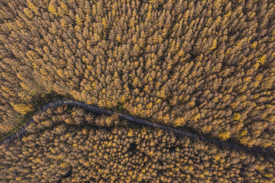 森林秋景