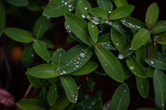 雨后绿叶