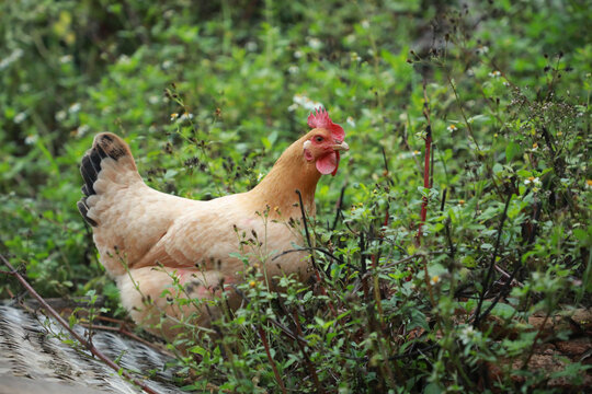 农家鸡在草丛中寻食