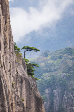 安徽黄山自然风景区的松树