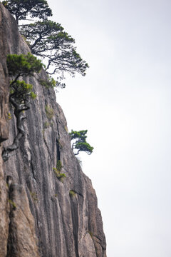 安徽黄山自然风景区的松树