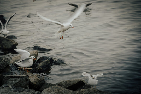 塘沽老码头的海鸥
