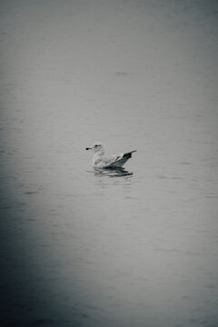 塘沽老码头的海鸥