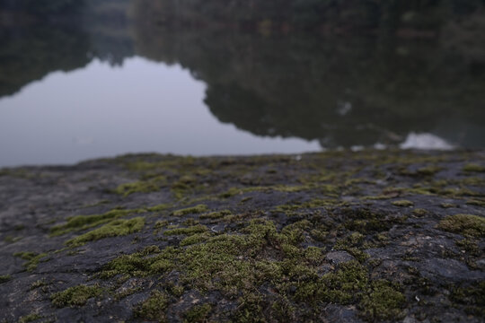 湖边苔藓