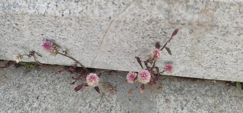 夹缝中的花