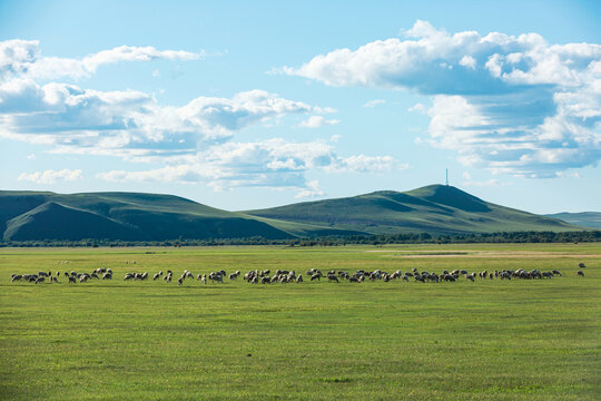 草原牧场羊群蓝天白云