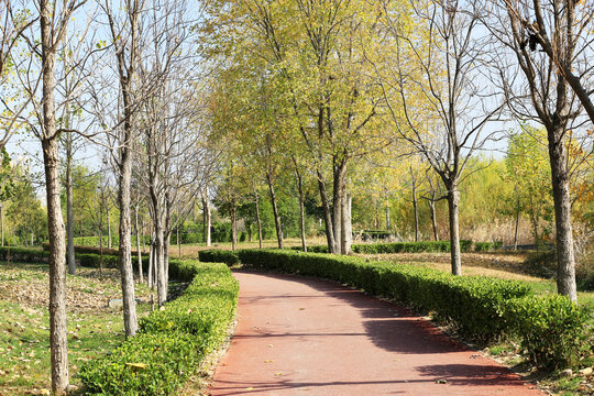 景观绿植步道