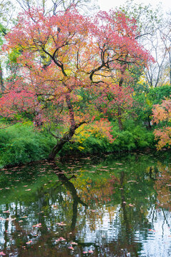 秋天池塘红枫树