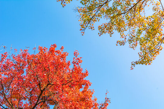 仰拍秋天枫树树枝红叶