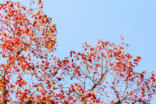 仰拍天空枫树红叶