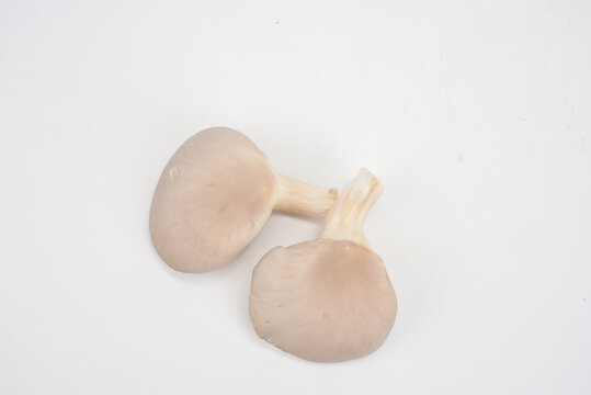 蘑菇秀珍菇