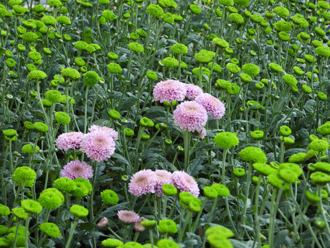 青秀山风光南宁植物园