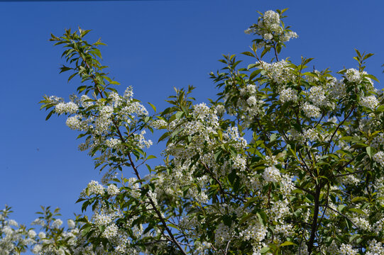 稠李子花