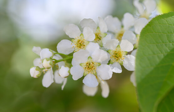 稠李子花