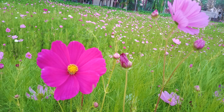 格桑花