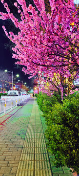 樱花夜景色彩鲜艳