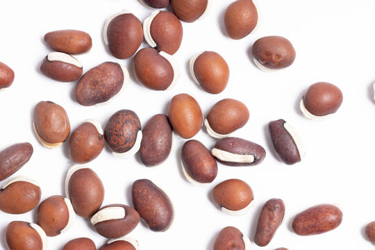 红褐扁豆