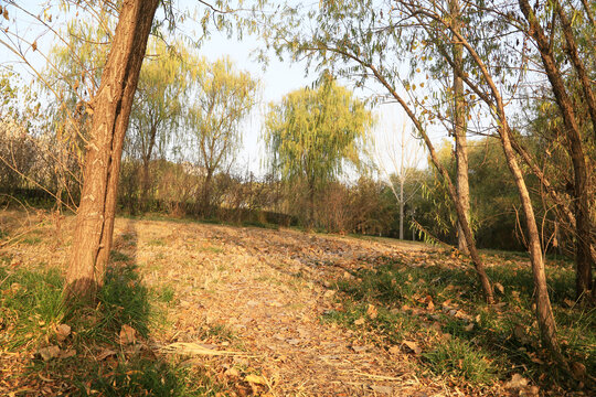 阳光树林