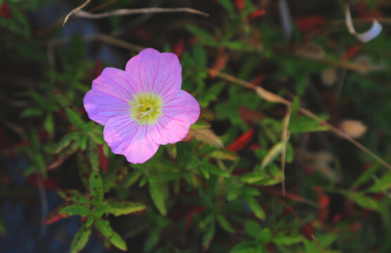 小花一朵