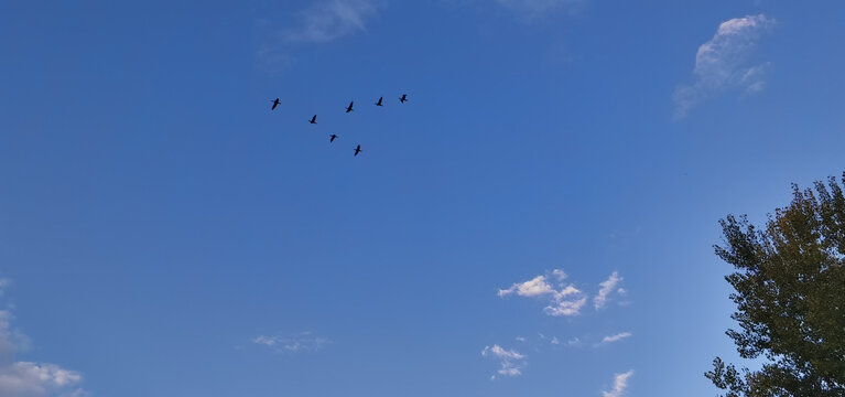 飞鸟在蓝天白云翱翔