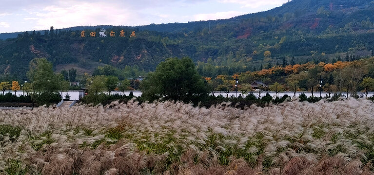 芦苇荡