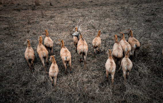 湖南东洞庭湖麋鹿保护区麋鹿
