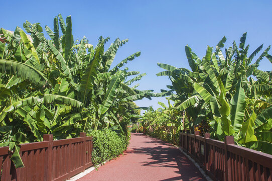 香蕉林步道