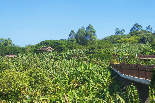 漳州天宝香蕉海景观