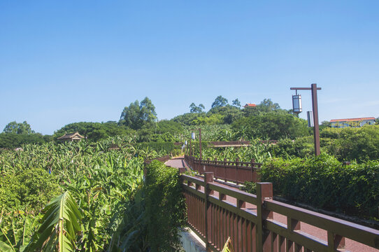 漳州天宝香蕉海园林风景