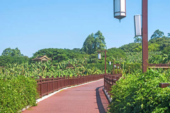 漳州香蕉海生态公园景观路
