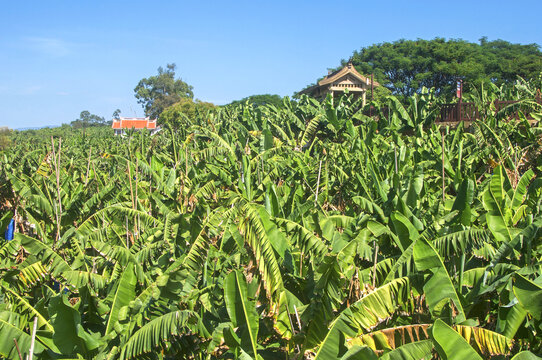 漳州香蕉林生态风光