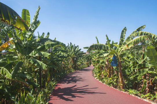 漳州香蕉海绿荫小道