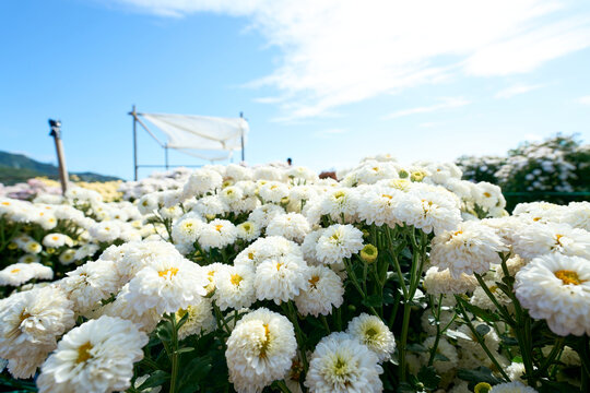 一片白色菊花