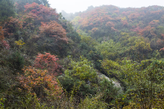 秦岭景观