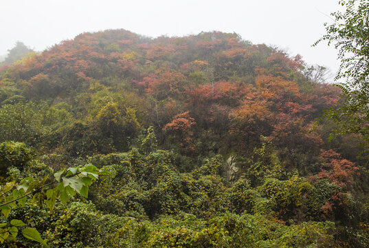 高山秋景