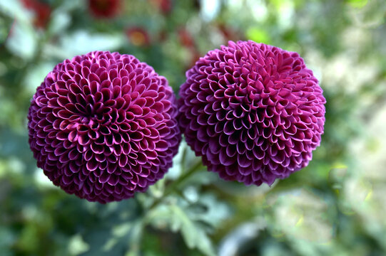 中国菊花名品紫蜂巢
