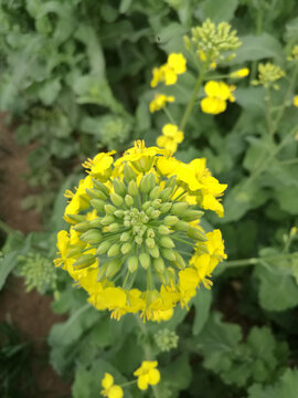 油菜花开金黄黄