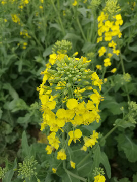 油菜花含苞待放