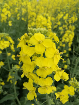 油菜花黄灿灿