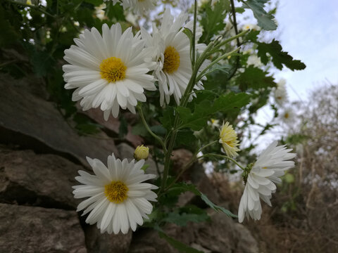 太行菊迎寒自开