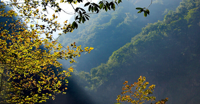 秋天深山里的树木和山