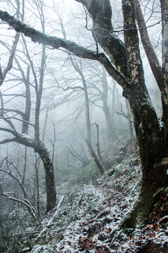 冬季冰雪森林自然景观