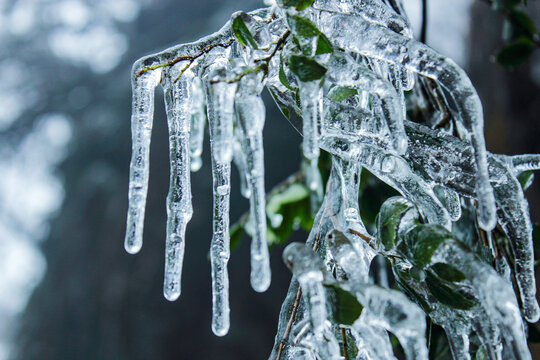 冬季冰雪森林自然景观