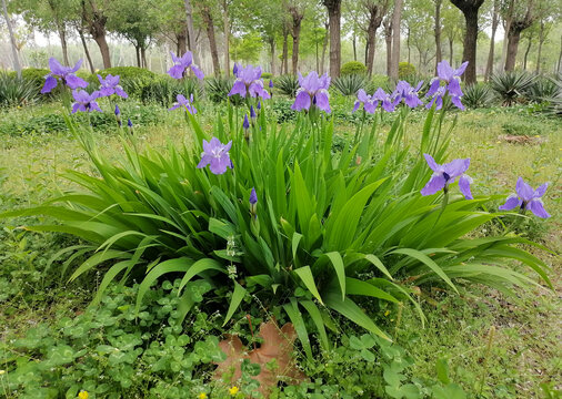 鸢尾花