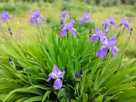 鸢尾草