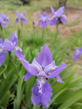 紫色鸢尾花