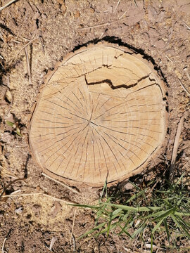 砍伐树桩